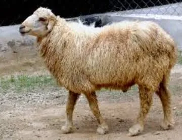 Magra — Sheep breed