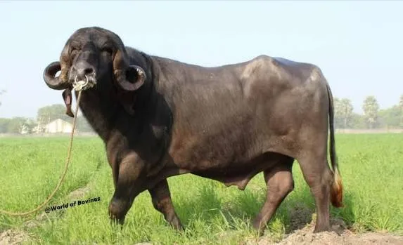 Jaffarabadi — Buffalo breed