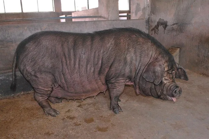 Ghungroo — Pig breed