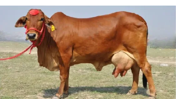 Sahiwal — Cattle breed