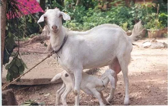 Malabari — Goat breed