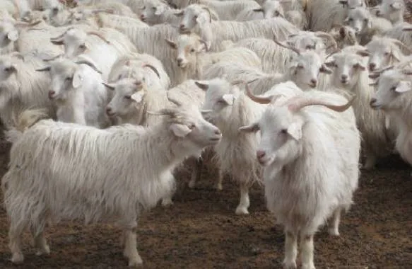 Changthangi — Goat breed