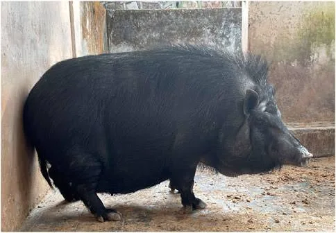 Zovawk — Pig breed