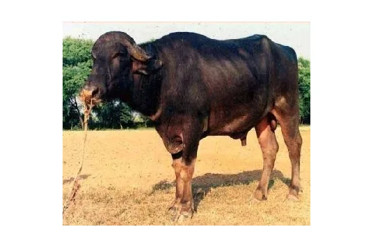 Bhadawari — Buffalo breed