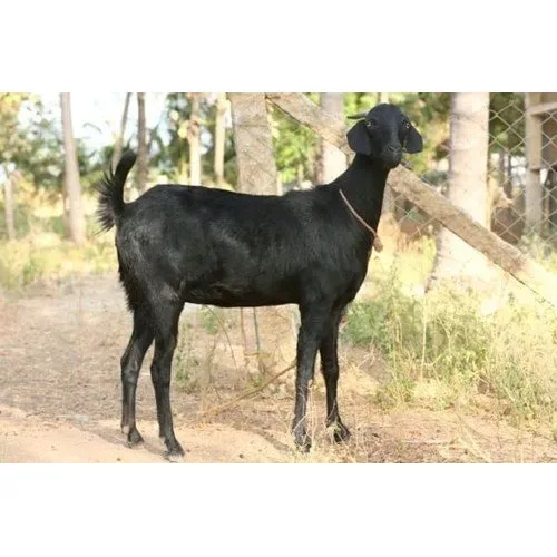 Salem Black — Goat breed