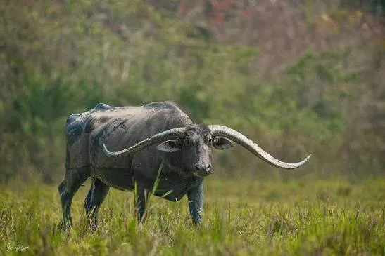 Luit (Swamp Buffalo) — Buffalo breed
