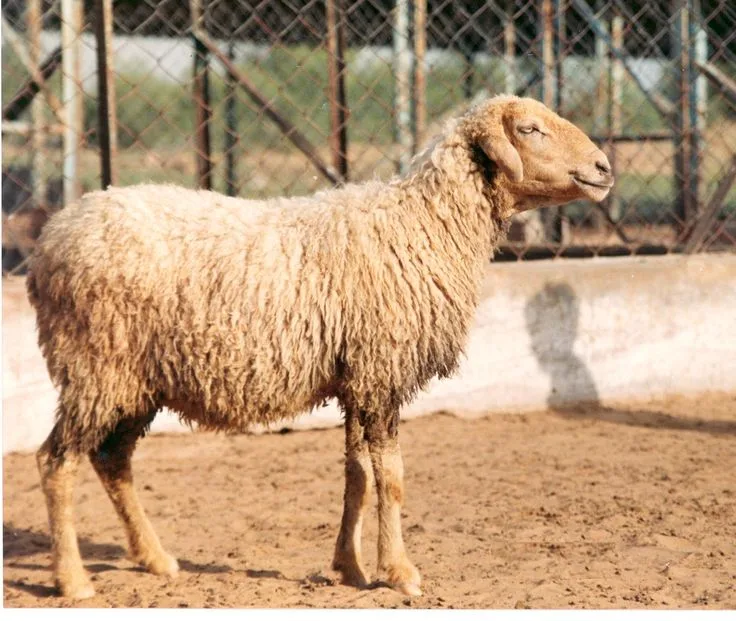 Nali — Sheep breed