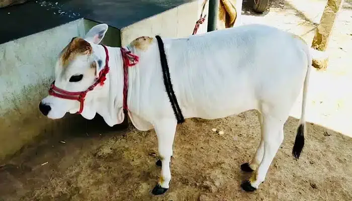 Punganur — Cattle breed