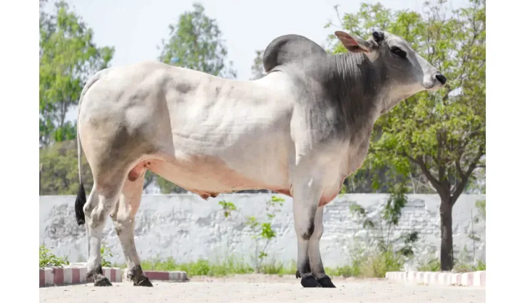 Hariana — Cattle breed