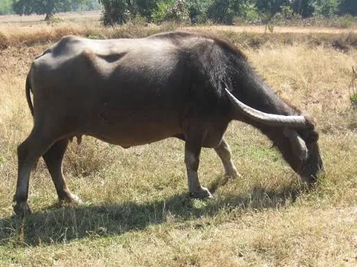 Chilika — Buffalo breed