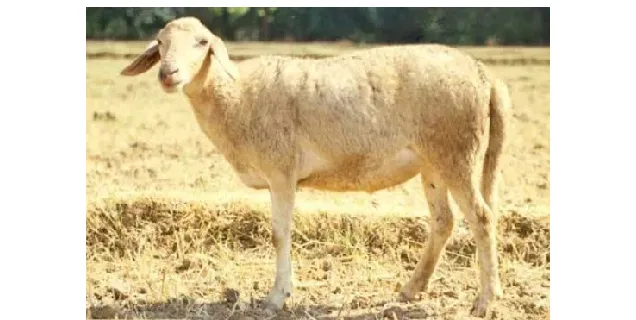 Shahabadi — Sheep breed