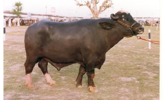 Nili-Ravi — Buffalo breed