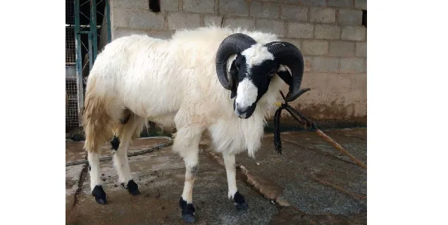 Chottanagpuri — Sheep breed
