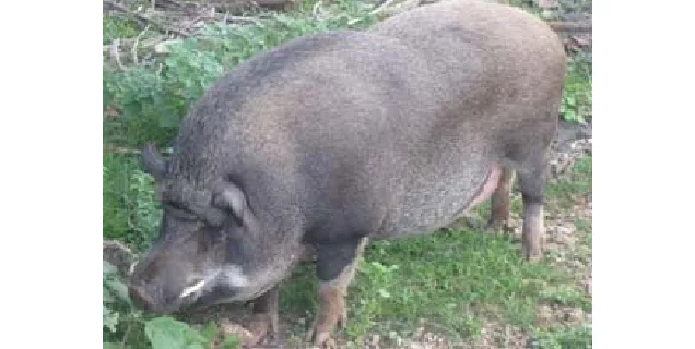 Nicobari — Pig breed