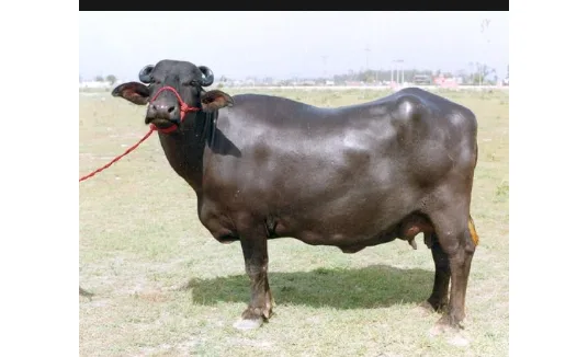 Murrah — Buffalo breed