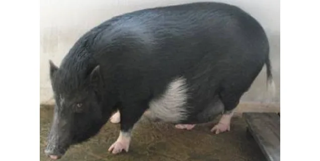 Niang Megha — Pig breed