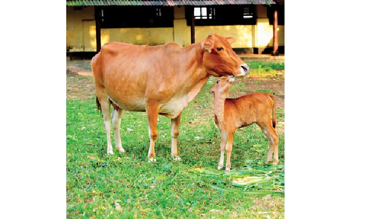 Vechur — Cattle breed