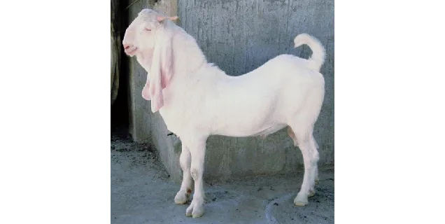 Jamunapari — Goat breed