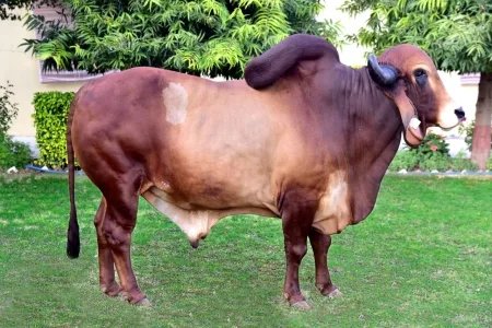 Red Sindhi — Cattle breed