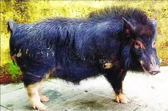 Purnea — Pig breed