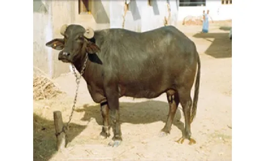 Mehsana — Buffalo breed