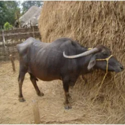 Kalahandi — Buffalo breed