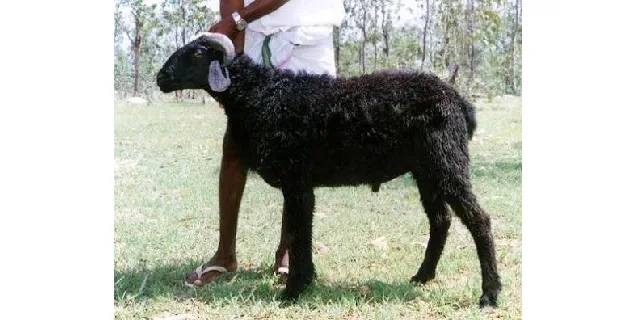 Deccani — Sheep breed