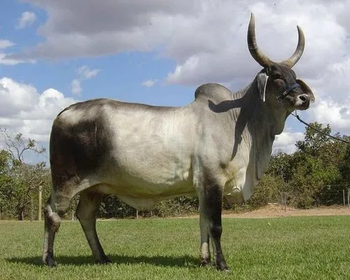 Kankrej — Cattle breed