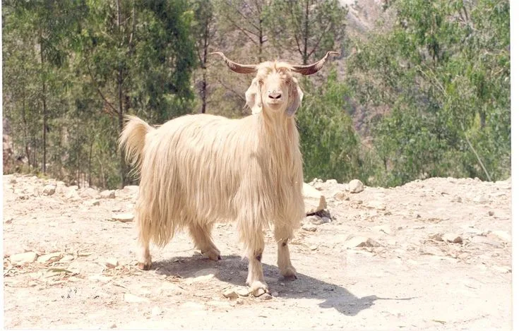 Gaddi — Goat breed