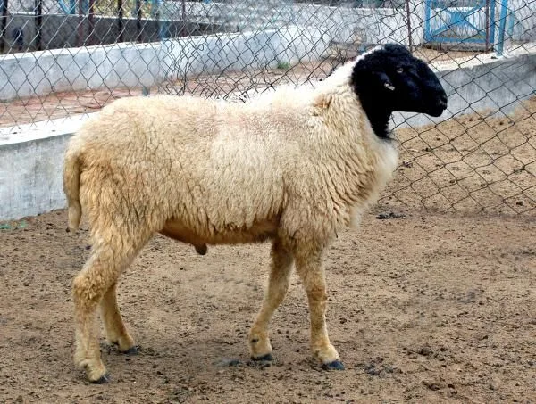 Jaisalmeri — Sheep breed