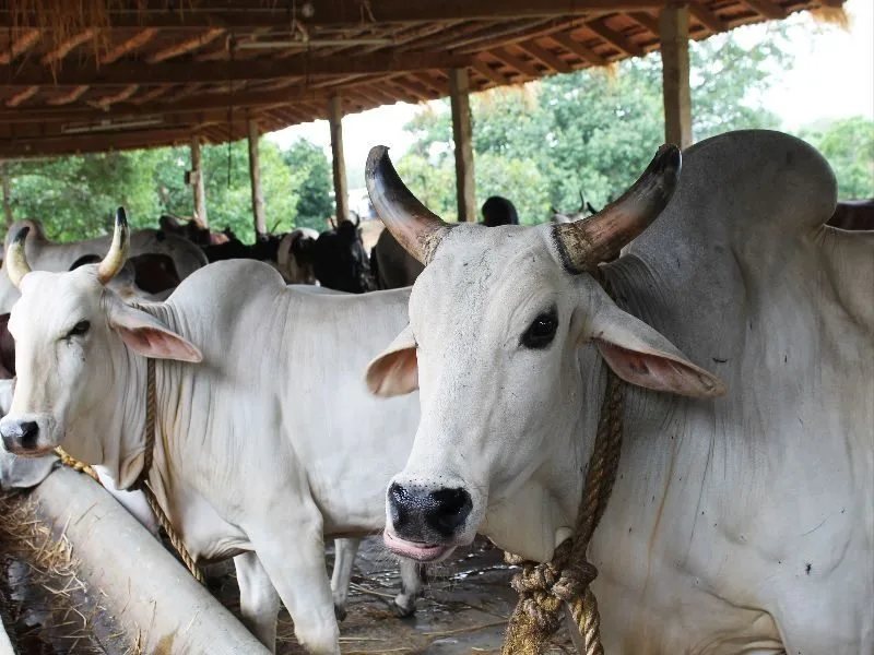 Gangatiri — Cattle breed