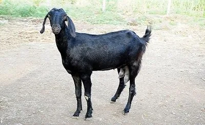 Osmanabadi — Goat breed