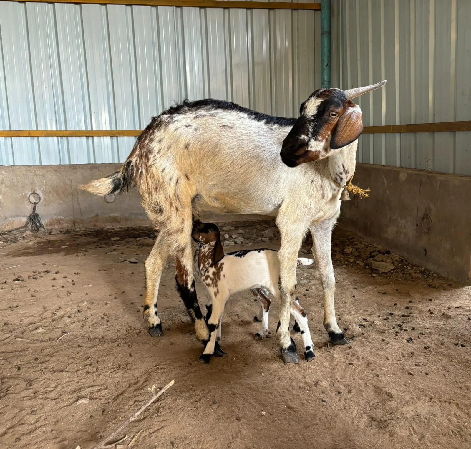 Kanni Adu — Goat breed