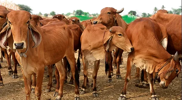 Gir — Cattle breed