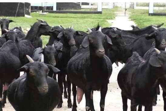 Black Bengal — Goat breed