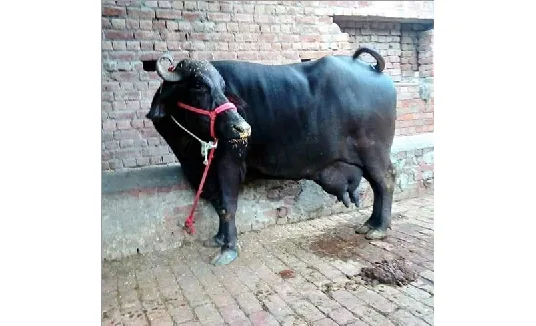 Banni — Buffalo breed