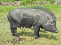 Doom — Pig breed