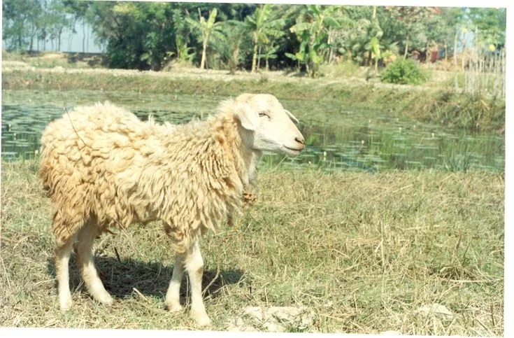 Garole — Sheep breed