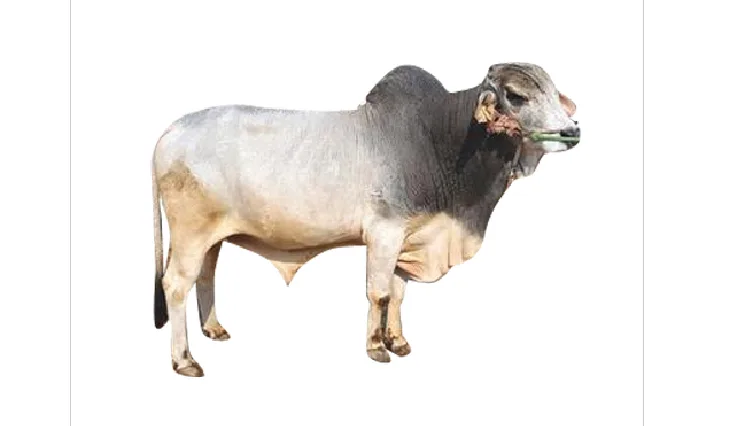 Tharparkar — Cattle breed