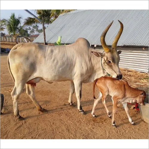 Kangayam — Cattle breed