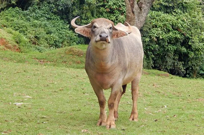 Toda — Buffalo breed