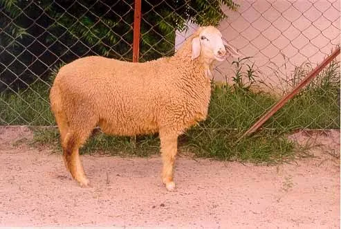 Muzaffarnagari — Sheep breed