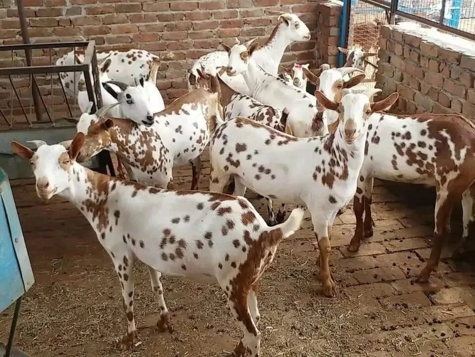 Barbari — Goat breed