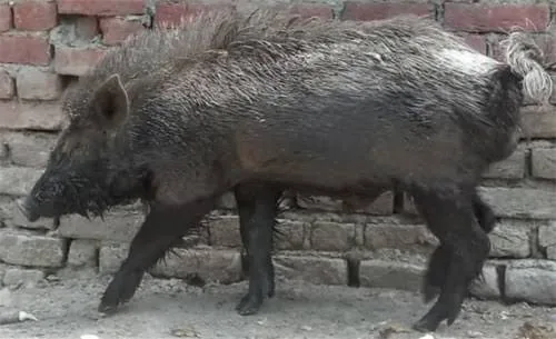 Ghurrah — Pig breed