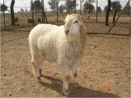 Malpura — Sheep breed