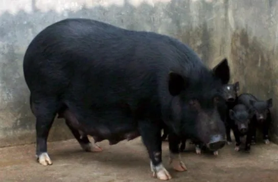 Mali — Pig breed
