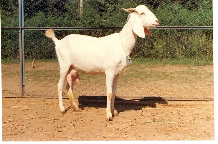 Surti — Goat breed