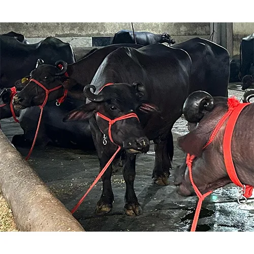 Surti — Buffalo breed